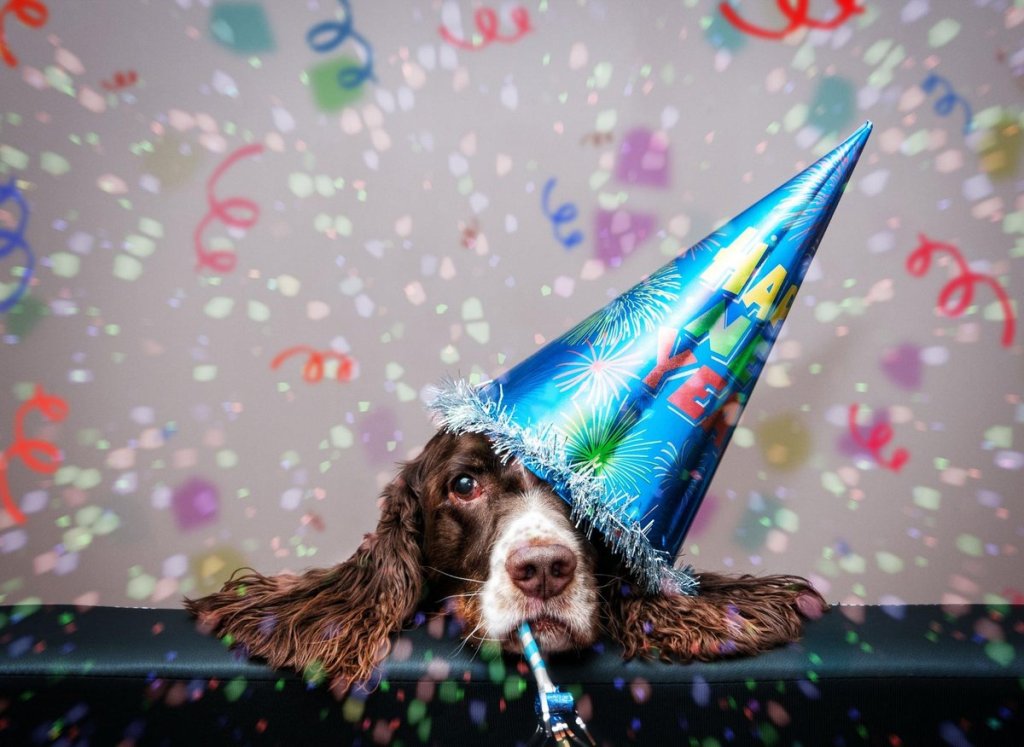 Funny Dog on Adam Turk's website